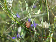 Ventocoris rusticus