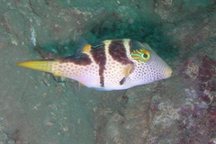 Canthigaster valentini