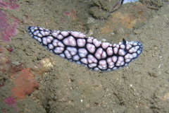 Phyllidiella pustulosa