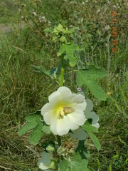 Alcea rugosa