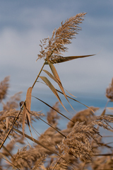 Phragmites australis