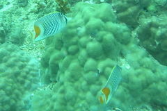 Chaetodon xanthurus