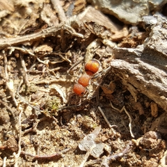 Pseudomethoca simillima