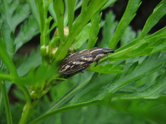 Cyphocleonus garajonay