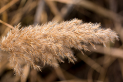 Phragmites australis