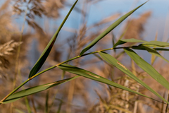 Phragmites australis