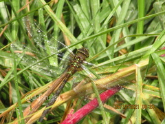 Rhionaeschna marchali