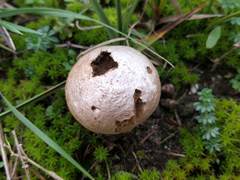 Lycoperdon lividum