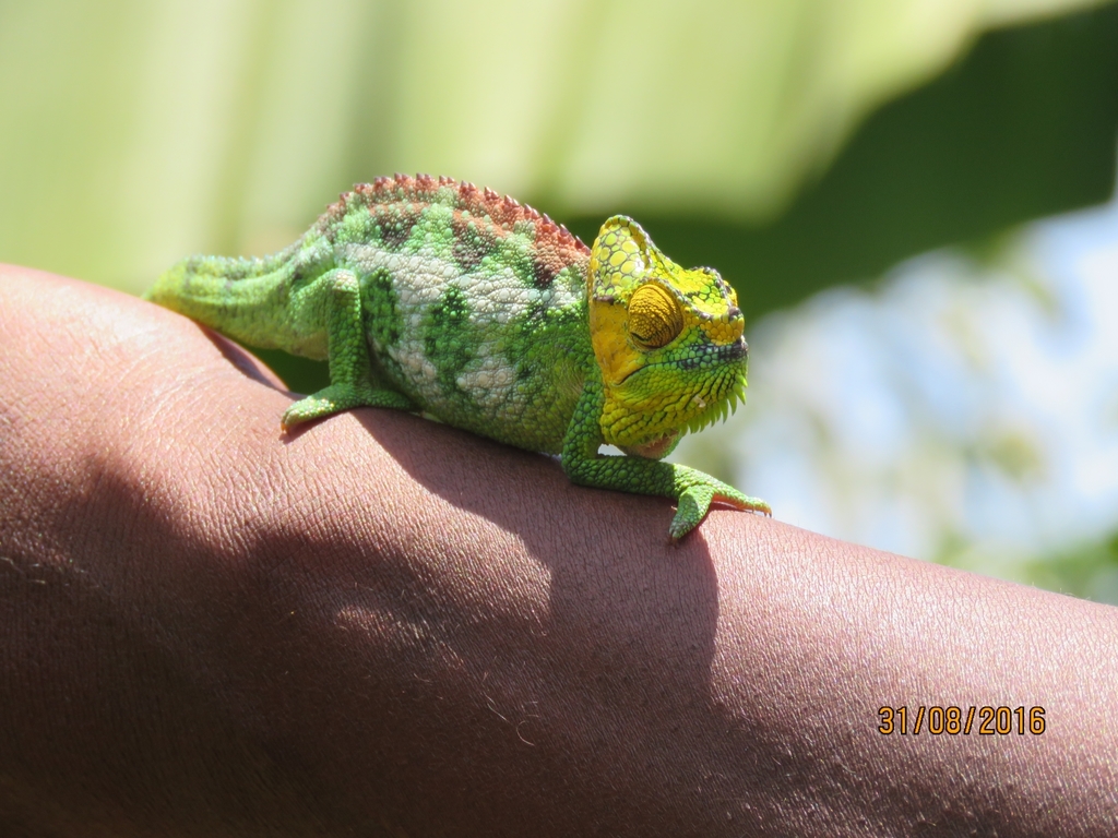 Helmeted Chameleon from Sipi Falls on August 31, 2016 at 09:22 AM by ...