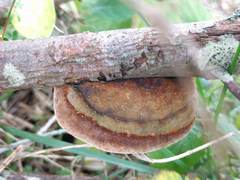 Fomitiporia hippophaeicola