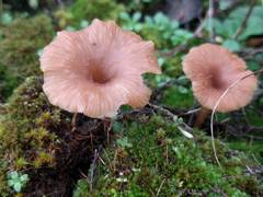 Omphalina galericolor