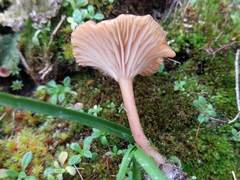 Omphalina galericolor