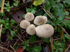 Mycena arcangeliana