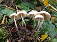 Mycena arcangeliana