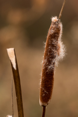 Typha domingensis