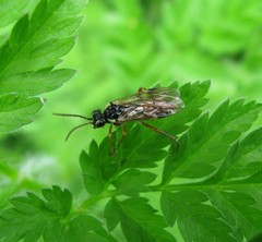 Aglaostigma fulvipes