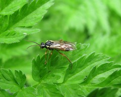 Aglaostigma fulvipes