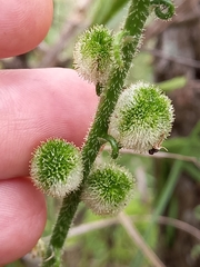 Trachyandra asperata