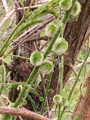 Trachyandra asperata