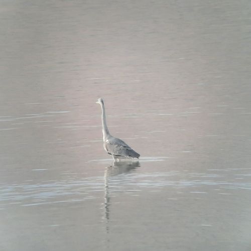 Grey Heron