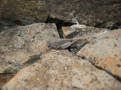 Oedipoda canariensis
