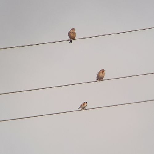 Corn Bunting