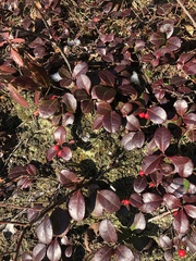 Gaultheria procumbens image