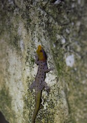 Gonatodes albogularis albogularis