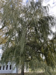 Salix