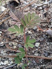 Chamaecrista lineata keyensis