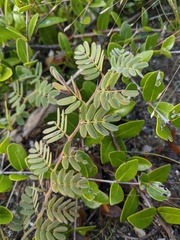 Chamaecrista lineata keyensis