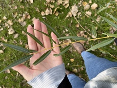 Salix