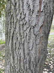 Salix
