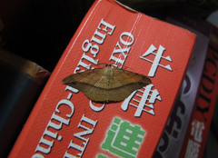 Pseudonadagara semicolor