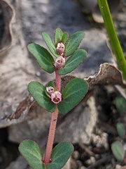 Euphorbia pergamena image