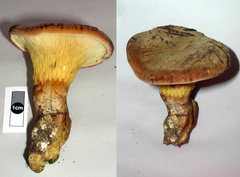 Austropaxillus nothofagi