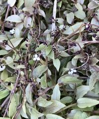 Callisia cordifolia