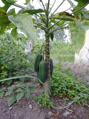 Vasconcellea × pentagona