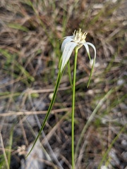 Rhynchospora floridensis image