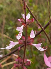 Syncolostemon transvaalensis