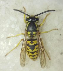 Vespula germanica