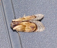 Paracroria griseocincta