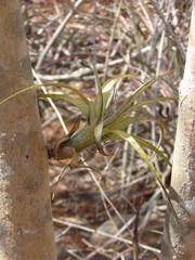 Tillandsia polystachia