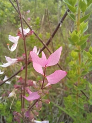 Syncolostemon transvaalensis
