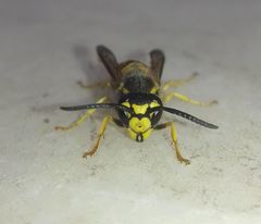 Vespula germanica