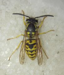 Vespula germanica