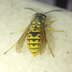 Vespula germanica