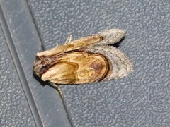 Paracroria griseocincta