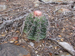 Melocactus zehntneri