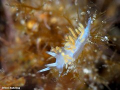 Flabellina dushia